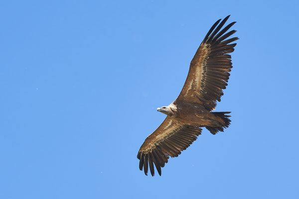 A Griffon (Gänsegeier) - Aragon, Spain