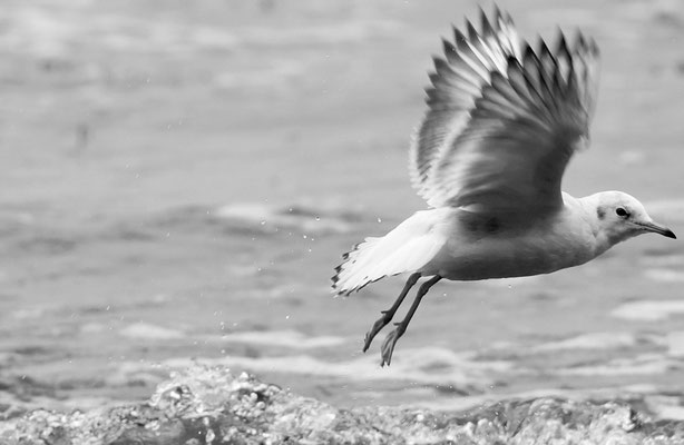 Seagull - Rügen Germany