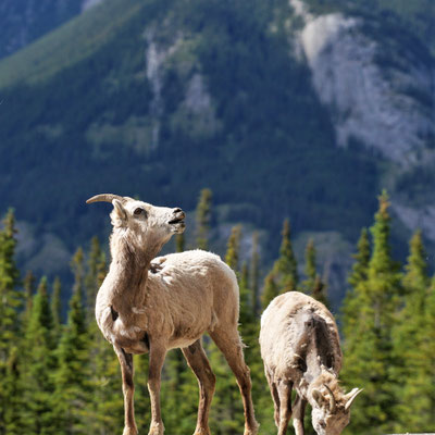 Mountain Goats - Jasper National Park Canada
