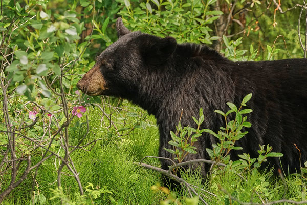 Black bear - Banff National Park Canada