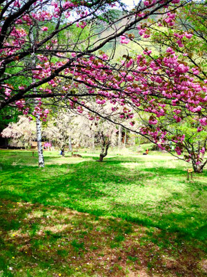 立原高原ビレッジ（満開の桜）