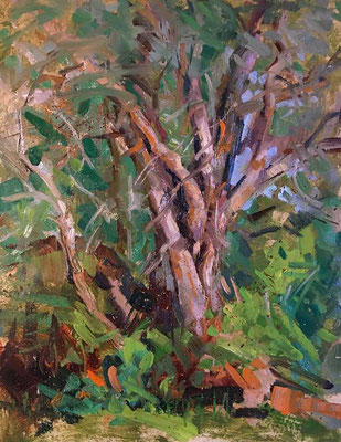 "Study of an Old Tree" • Oil on board • 14" x 11" • $150