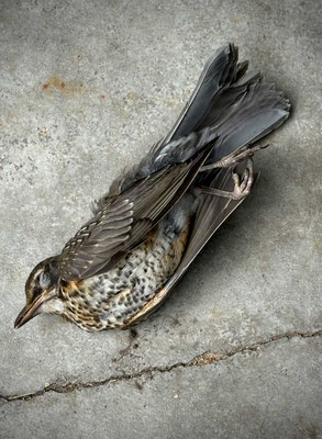 August 16, 2025. I found this dead bird beneath one of the studio windows this morning, poor thing.