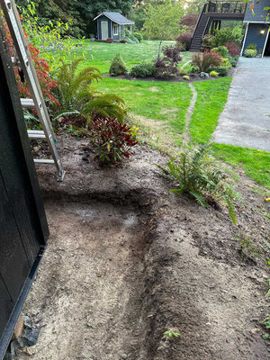 August 27, 2025. A fern grew in this corner and was in the way, so this evening I transplanted it a little farther away from the studio.