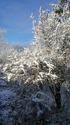 Blick aus dem Fenster - Januar 2016
