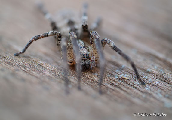 Nosferatu-Spinne Weibchen