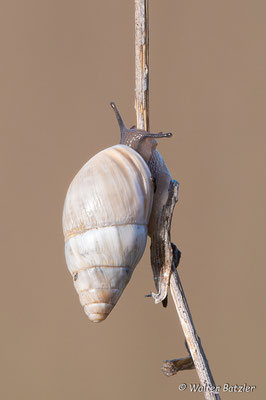 Weiße Turmschnecke