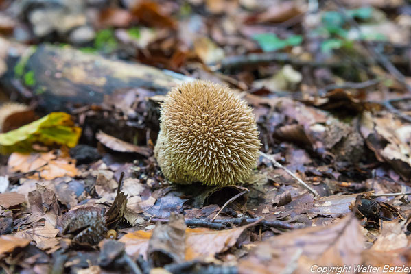 Igel-Stäubling