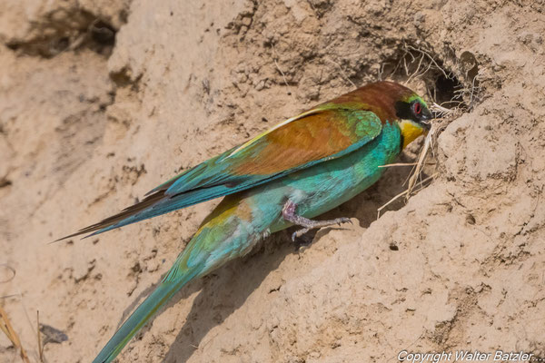 Die Altvögel kriechen noch in die Höhle. Wenn die Jungen größer sind kommen sie an den Eingang und stehen dort Schlange.