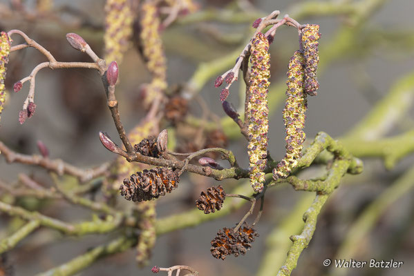 Fruchstzapfen aus dem Vorjahr, zusammen mit männlichen- und weiblichen Blüten