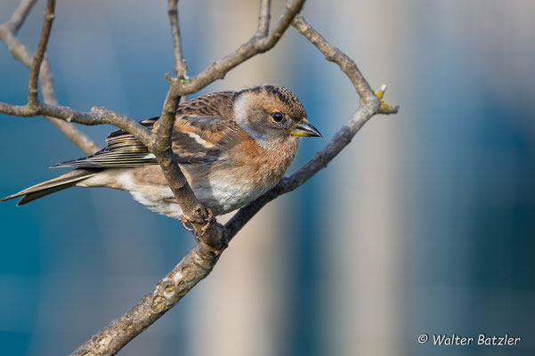 Weibchen