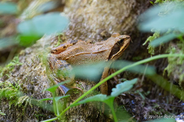 Springfrosch