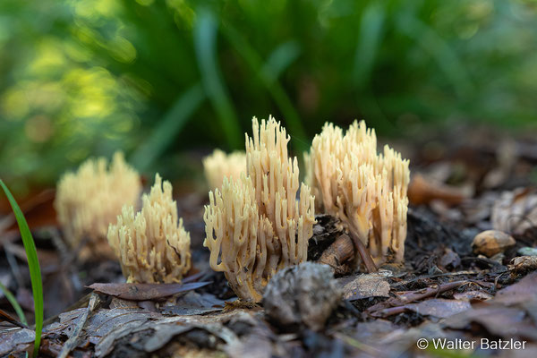Korallenpilz