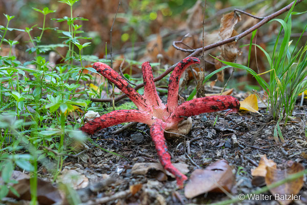Tintenfischpilz