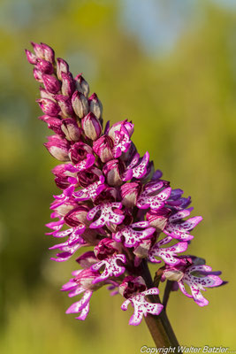 Hybrid Purpurknabenkraut und Helmknabenkraut