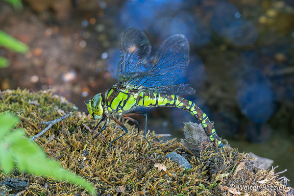 Blaugrüne Mosaikjungfer Weibchen bei der Eiablage.