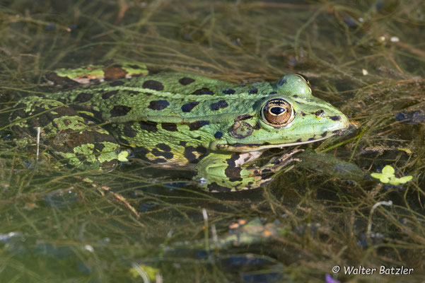 Teichfrosch