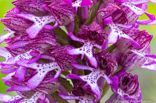 Hybrid Purpurknabenkraut und Helmknabenkraut
