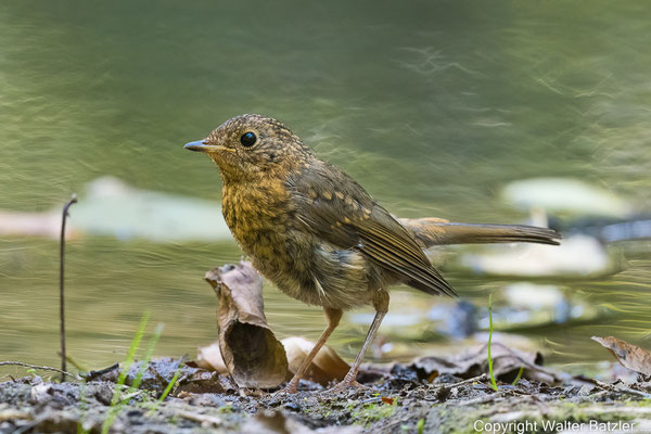 Jungvogel