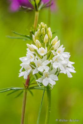 Eine seltene Farbvariation: Weißes Pyramidenknabenkraut