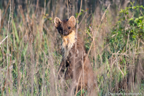 Baummarder