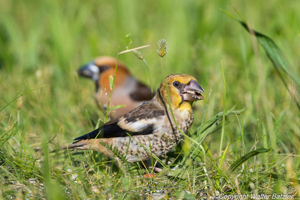 Kernbeißer Jung- und Altvogel