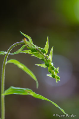 Breitblättige Stendelwurz vor der Blüte