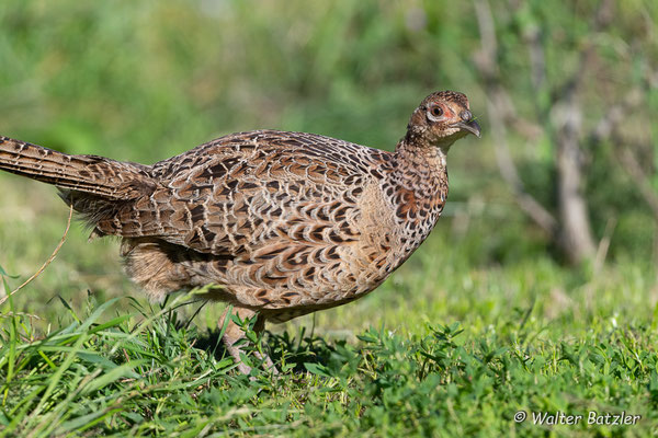 Weibchen