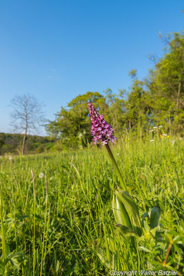 Hybrid Purpurknabenkraut und Helmknabenkraut