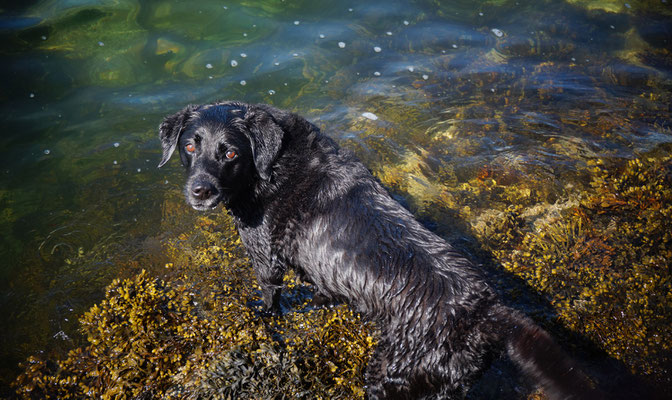 Hillside Lodge - Clifden, Connemara, Galway County, Ireland - dog