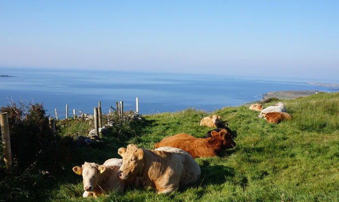 Hillside Lodge - Clifden, Connemara, Galway County, Ireland - Explore the area - cows