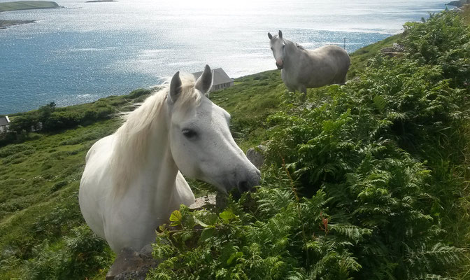 Hillside Lodge - Clifden, Connemara, Galway County, Ireland - horses