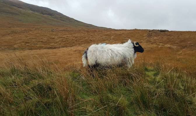 Hillside Lodge - Clifden, Connemara, Galway County, Ireland - sheep