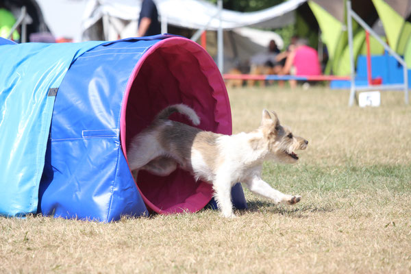 Delicia-Lin of the Agility Russellbande