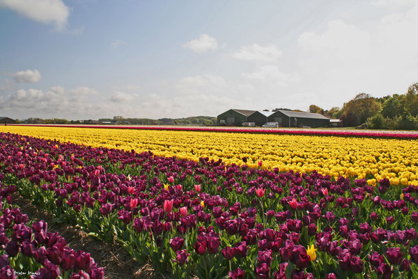 Egmond aan Zee, Mai 2010