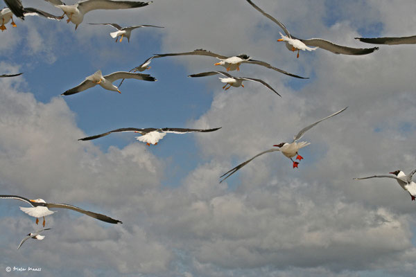 Texel, Mai 2010