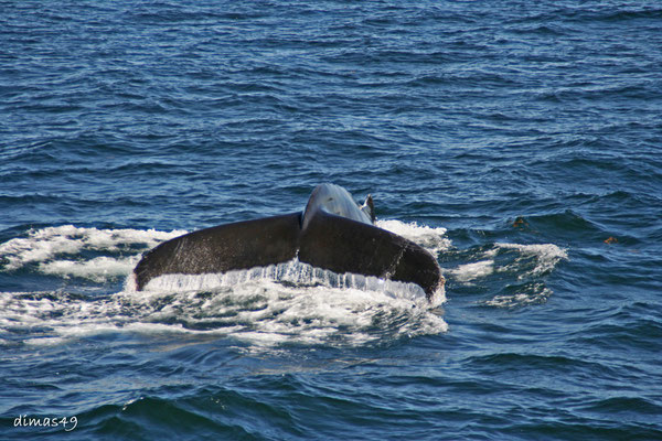 Humpback (Buckelwal) in der Eintauchphase