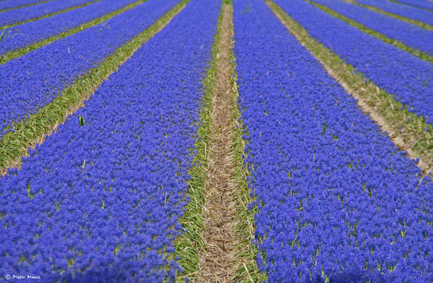 Egmond aan Zee, Mai 2010