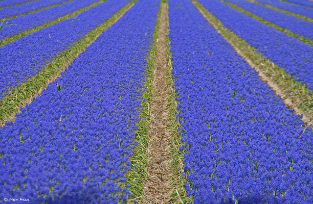 Egmond aan Zee, Mai 2010