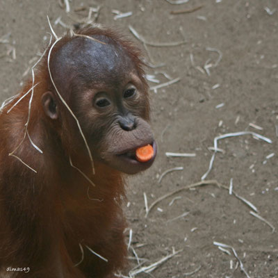 Zoo Frankfurt, 06.07.2009