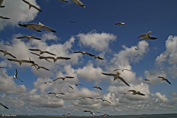 Texel, Mai 2010