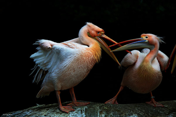 Frankfurter Zoo, 2.Juni 2014