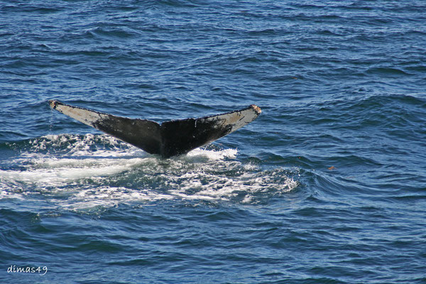 Humpback (Buckelwal) in der Eintauchphase