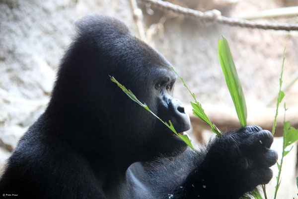 Frankfurter Zoo, 2.Juni 2014