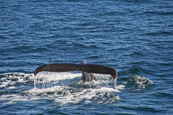 Humpback (Buckelwal) in der Eintauchphase