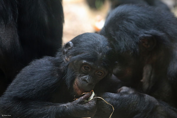 Frankfurter Zoo, 2.Juni 2014