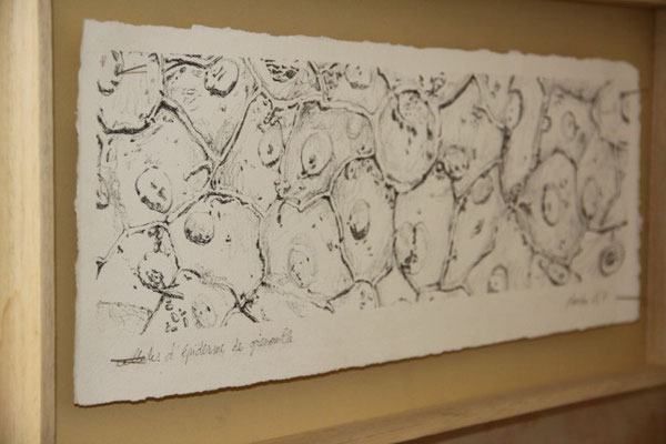 Cellules d'épiderme de grenouille (rotring sur papier), 2012