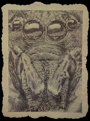 Portrait d'araigné (stylo bille sur papier recyclé), 2013