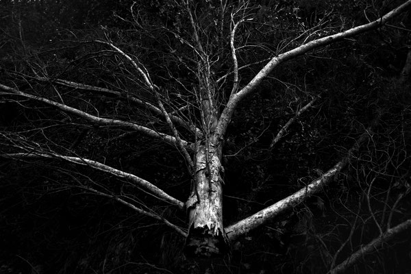 Forêt-solitude 5, 2014