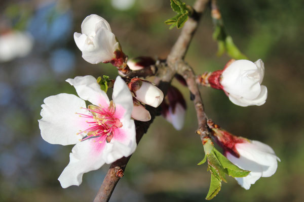 Kirschblüte am Neusiedlersee